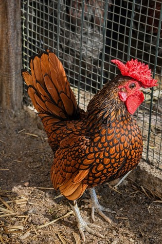 Uova feconde sebright - sebright, oro