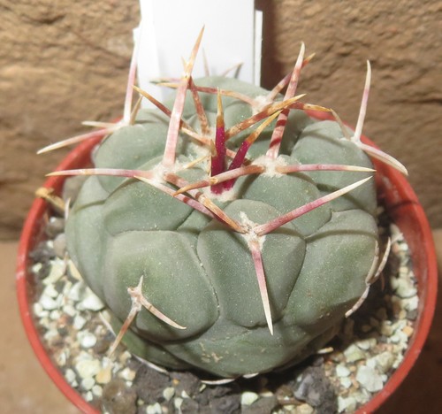 Thelocactus hexaedrophorus ssp