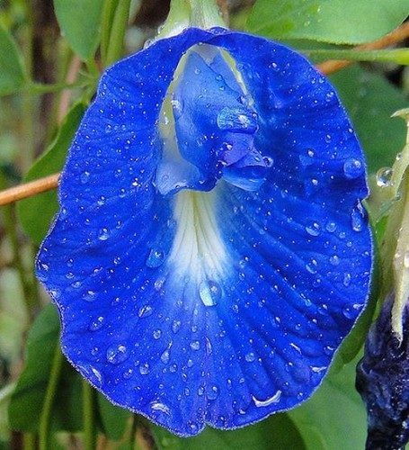Clitoria ternatea pea - clitoria, ternatea,