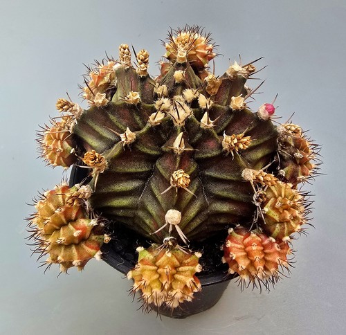 Gymnocalycium rex rosa - gymnocalycium,