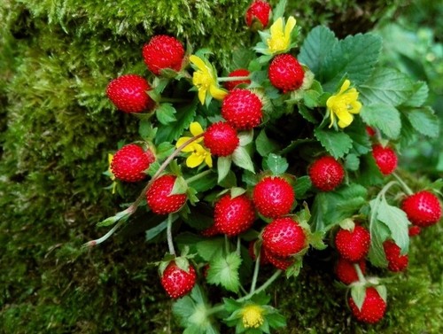 Fragole indiane vive pianta - fragole,