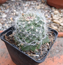 Pediocactus paradinei grand - pediocactus,