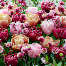 Dutch Bulbs Bulbi Di Tulipani