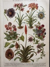 Grafica originale Flora