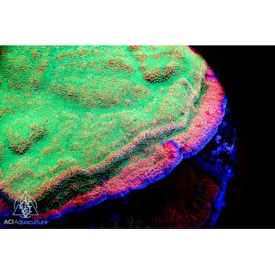 Aci coltured tropic thunder - aci,