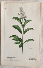 LIGUSTRUM VULGARE LIGUSTRO WILD PRIVET 1843 BOTANICA SVIZZERA SWITZERLAND 