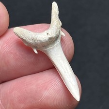 Dente di squalo fossile 1,38"