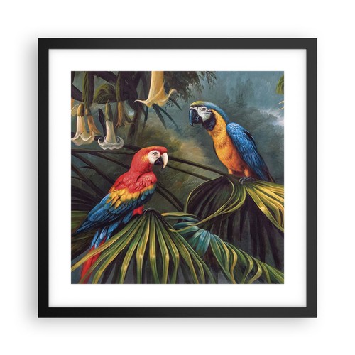 Poster 40x40cm ara pappagalli - poster,