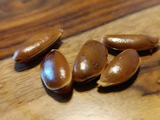 5 SEMI DI CACO Diospyros Kaki