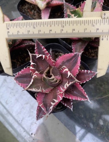 Agave titanota leone rosso - agave, rosso'