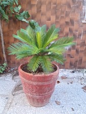 Pianta Cycas