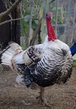 Uova Feconde, Fertili Razza Pura Di TACCHINO