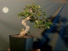 pre bonsai Bouganvillea 
