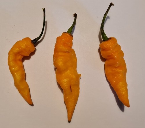 Semi peperoncino - di,