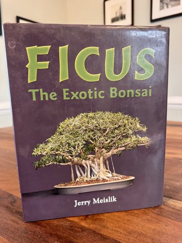 Ficus the exotic - exotic, bonsai