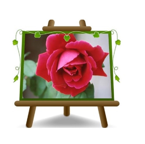 Rosa alberello rosso cremisi - rosa,