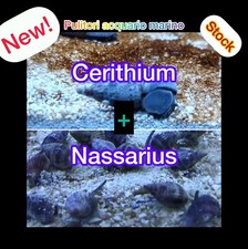New! Pack 5+3 Lumache Detritivori Invertebrati Pulitori Acquario Marino PROMO