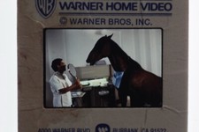 Hot to Trot Gilbert Gottfried