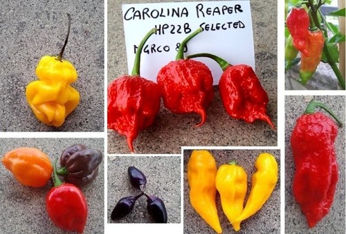 Semi peperoncino carolina - peperoncino,