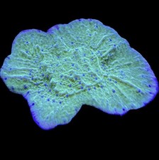 Live Coral Montipora Blue