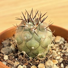 Copiapoa cinerea ,  pot 6,5 cm
