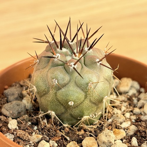 Copiapoa cinerea pot 6 - copiapoa,