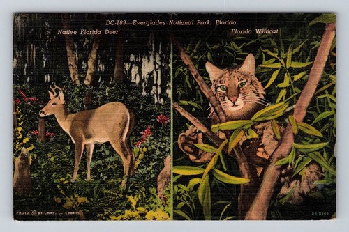 Everglades national park deer - national, park,