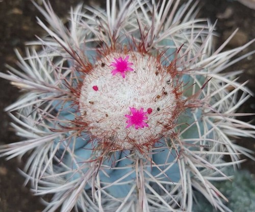 100 semillas melocactus - 100, de