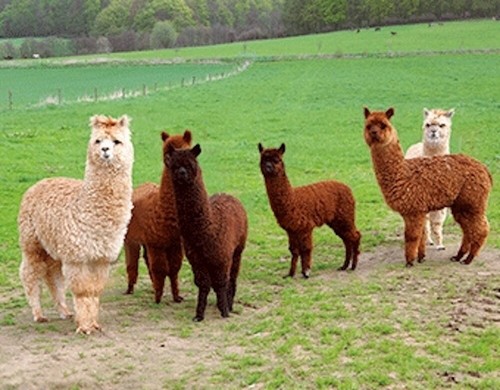 Magneti alpaca per - 3d,