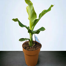 Musella lasiocarpa 60-100 cm banana di loto dorata vaso decorativo pianta resistente al gelo