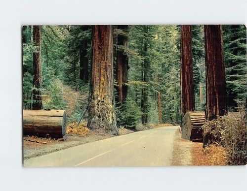 Cartolina sequoia sempervirens - sequoia,