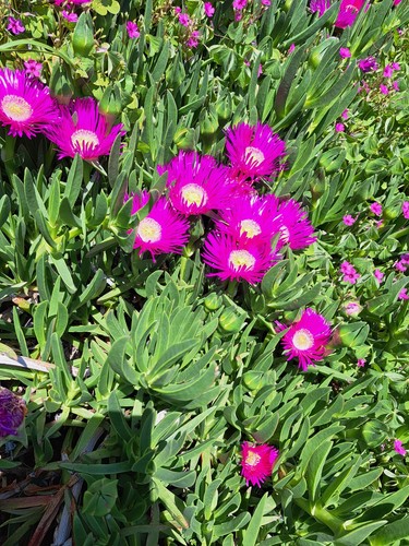 Carpobrotus quadrifidus piante