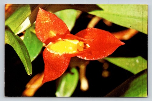 Cartolina fotografica