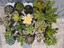 Set N. 20 piante grasse mix