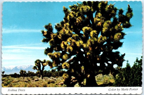 Postcard joshua tree yucca - -,