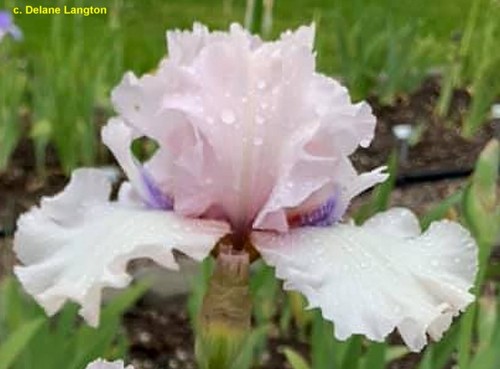 Iris air time - tb., (lynda