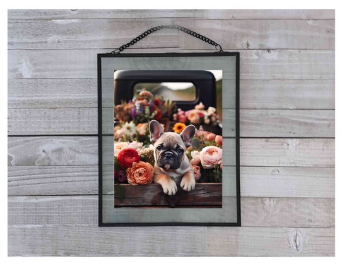 Bulldog francese cane - , cucciolo
