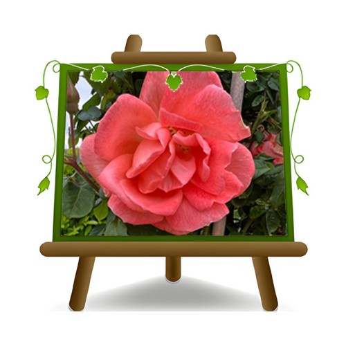 Rosa rampicante antica - rampicante,