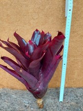 Neoregelia Purple, bromelia, radice nuda