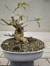 Pianta di lantana pre-bonsai