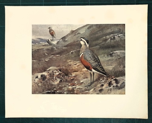 Stampa antica uccello - stampa, piviere