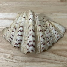 Ocean clam shell orso zampa - orso,
