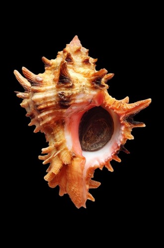 Shell conchiglia hexaplex - shell,