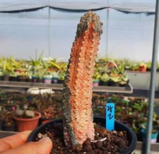 Rara pianta cactus Euphorbia