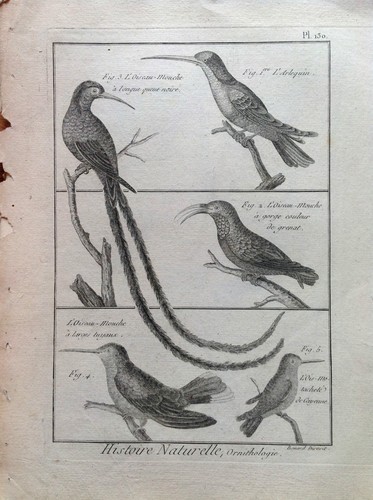 Colibri lunga coda nera - colibri',