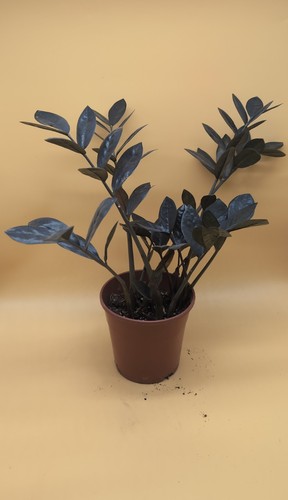 Zamia piuma fortunata - fortunata, nera