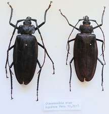 Ctenoscelis Ater Pair of