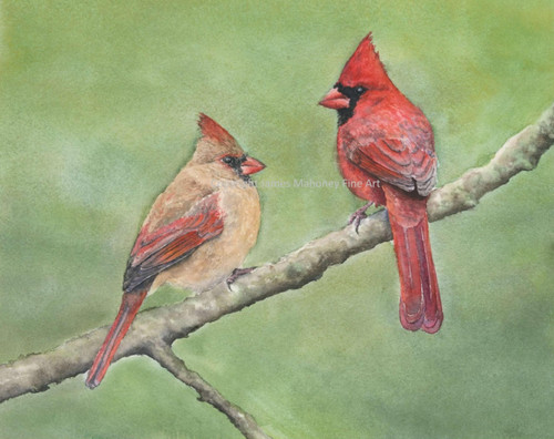 Coppia cardinal acquerello - coppia, 02