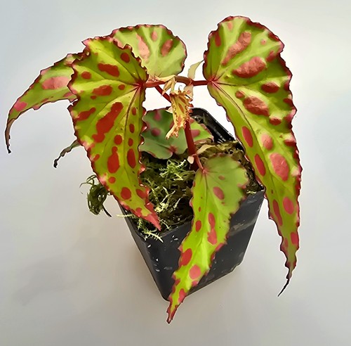 Bellissima begonia pink - begonia,