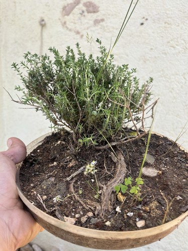 Bonsai timo thymus vulgaris - bonsai, timo,
